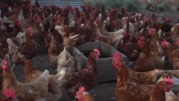 Στο Απογευματινό Τους Τάισμα Μια Ομάδα Από Κότες Μαζεύονται Έξω — Αρχείο Βίντεο
