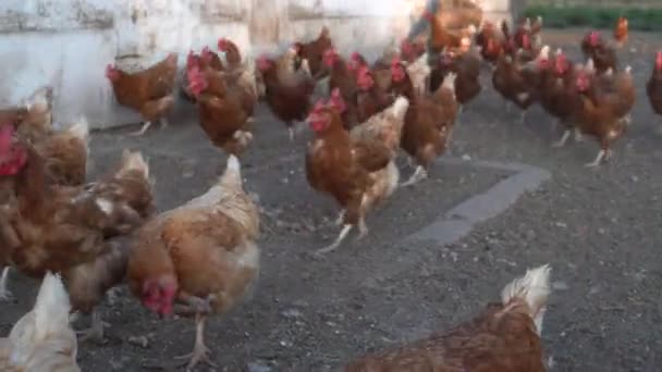 ヘンハウスの外には自由に鶏が群がっている ハンドヘルド 目のレベル — ストック動画