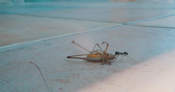 Hormiga Negra Tratando Llevar Saltamontes Muertos — Vídeo de stock
