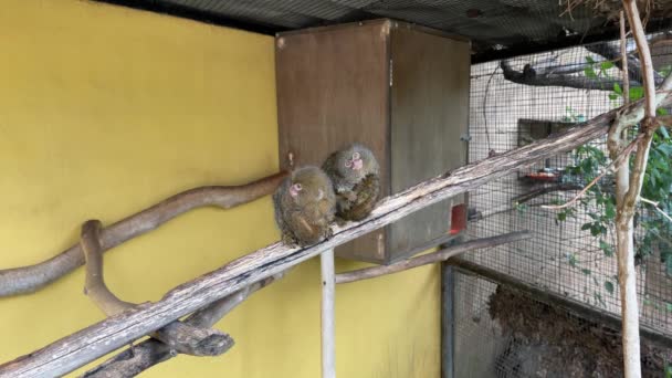 Niedliche Kleine Äffchen Sitzen Auf Holzrinde Einem Käfig Zoo — Stockvideo