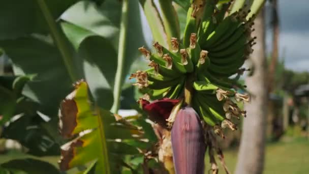 Frutto Banana Che Cresce Mazzo Albero Sopra Bulboso Bocciolo Fiore — Video Stock