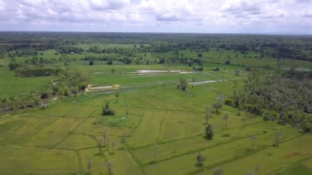 Zdjęcia Dronów Plantacji Konopi Trakcie Budowy Północnej Tajlandii Udon Thani — Wideo stockowe