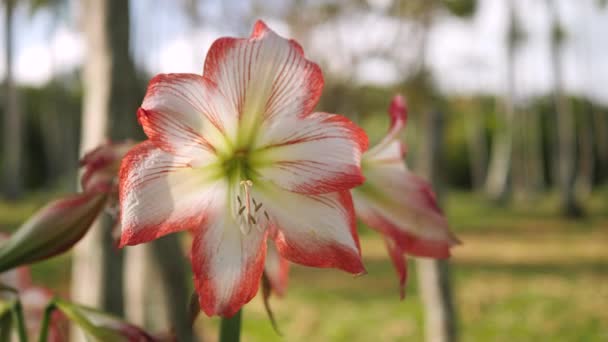 Large White Red Amaryllis Flower Tropical Garden Isolated Blowing Gentle — Stock Video