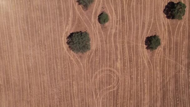 Vista Cima Para Baixo Longo Campo Agrícola Com Sobreiros Alentejo — Vídeo de Stock