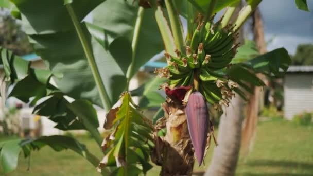 Незрелая Куча Бананов Большим Цветочным Бутоном Дереве — стоковое видео