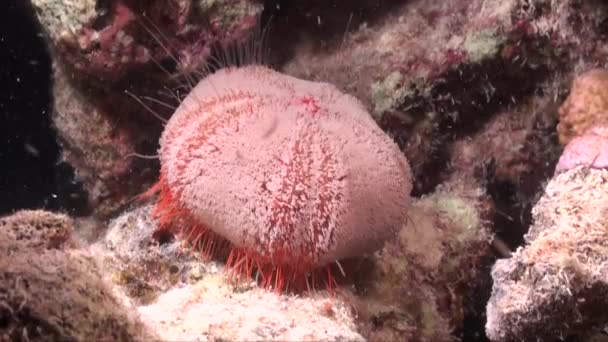 Vörös Tengeri Sün Korallzátonyon — Stock videók