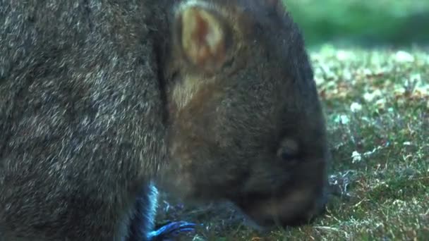 Tasmański Wombat Parku Narodowym Cradle Mountain Wypełnia Się Trawą — Wideo stockowe
