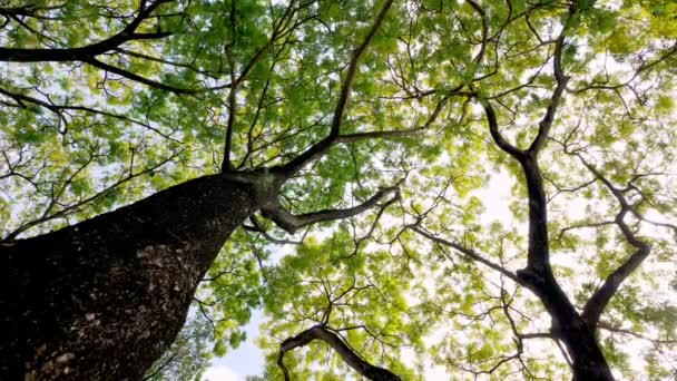 Cámara Colocada Alto Grabando Ramas Árboles Follaje Con Cielo Azul — Vídeos de Stock