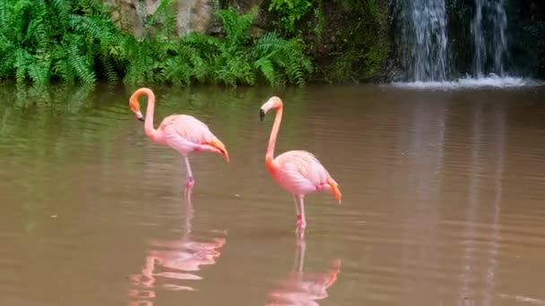 Flamencos Estanque Conservación Especies Zoológico — Vídeo de stock