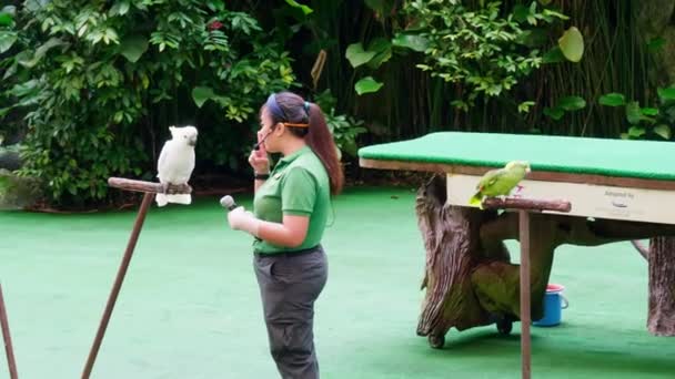 Какаду Попугай Вместе Своим Тренером Большой Территории Предназначенной Сохранения — стоковое видео