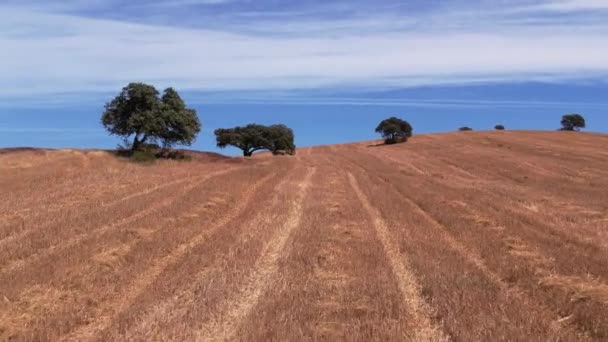 Drone Che Vola Basso Prati Paglia Secca Sugheri Alentejo Portogallo — Video Stock