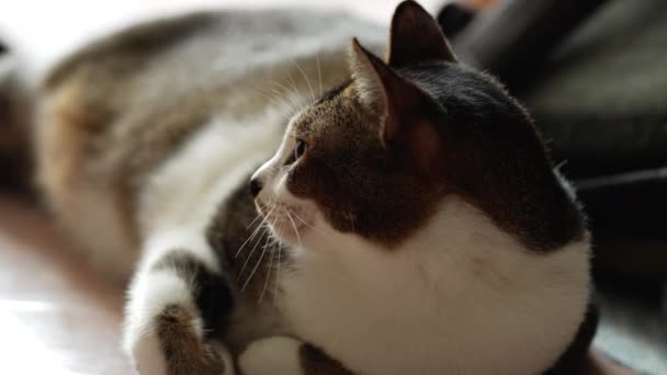 Roztomilá Kočičí Tvář Bílou Černou Srstí Bílá Kočka Užívá Odpočinek — Stock video