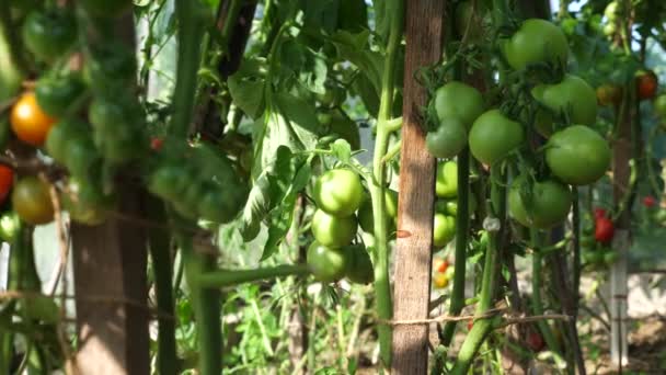 温室内で栽培されているトマトのハンドヘルドビューを閉じます — ストック動画