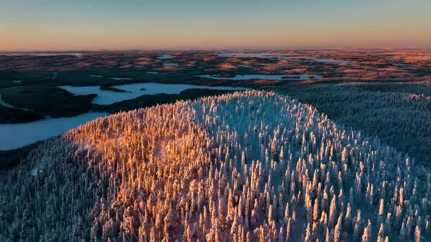 Snowy Bos Konttainen Berg Kuusamo Finland Omgekeerde Kantelen Antenne — Stockvideo