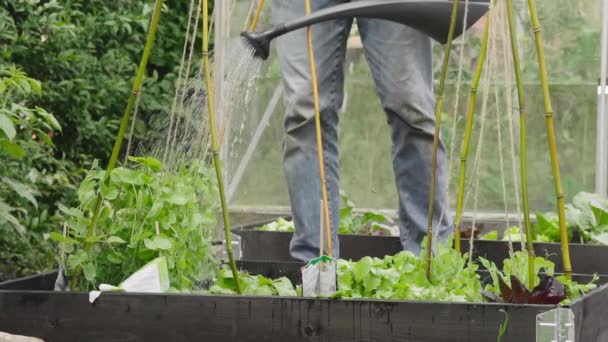 텃밭에 물대는 채소를 기르고 있습니다 Eco Greens 슬로우 — 비디오