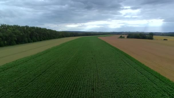 Luchtfoto Drone Uitzicht Doolhof Landbouwvelden Labyrint Van Voedselgewassen Groene Ruimte — Stockvideo