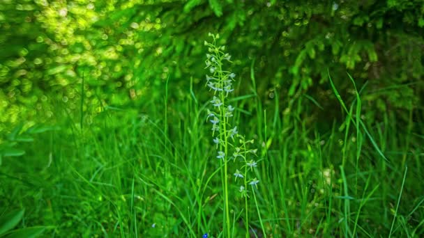 Timelapse Shot Genus Platanthera Which Species Orchids Also Known Butterfly — Stock Video