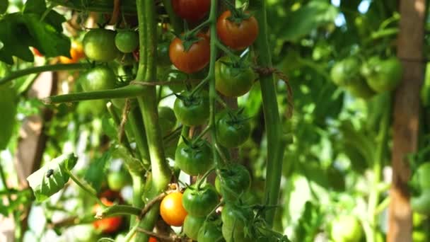 Bella Luce Inondata Vicino Pomodori Che Crescono Serra — Video Stock