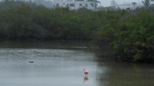 Pink Flamingo Preening Rainy Day Lagoon Isabela Island Kepulauan Galapagos — Stok Video