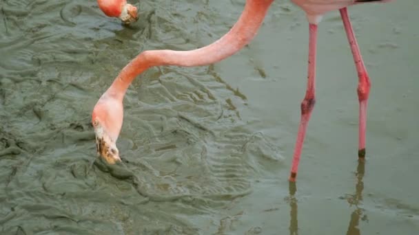 Greater Flamingo Filter Feeding Muddy Pond Isabela Island Galapagos Islands — Stock Video