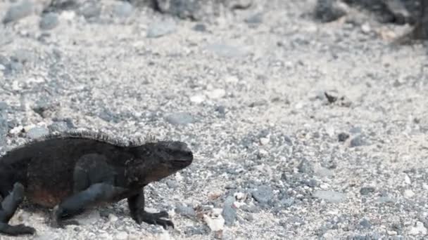 Marine Iguana Walks Stony Beach Isabela Island Галапагоські Острови Еквадор — стокове відео