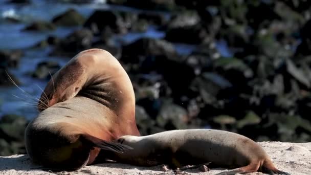 Krabben Jonge Zeeleeuwen Pup Een Strand San Cristobal Island Galapagos — Stockvideo