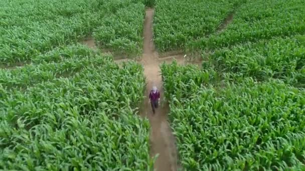 トウモロコシ畑の迷路に男が入ってくる 食物作物の迷路だ 論理的な冒険のための緑の空間 4Kビデオ — ストック動画