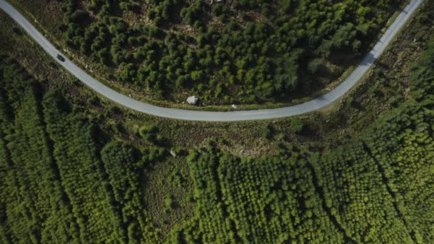 Top View Dari Mobil Hitam Naik Sepanjang Jalan Melengkung Hutan — Stok Video