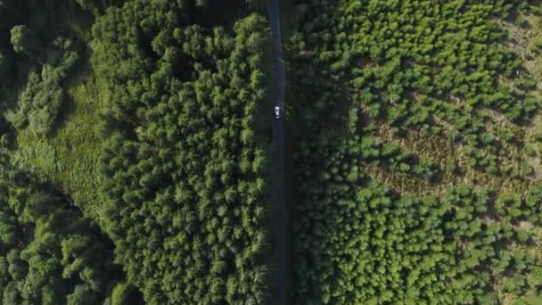 Top View Dari Mobil Putih Naik Sepanjang Jalan Melengkung Hutan — Stok Video