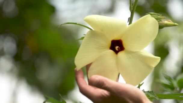 Hibiscus Manihot Flower Edible Plant Medicinal Properties — Stock Video
