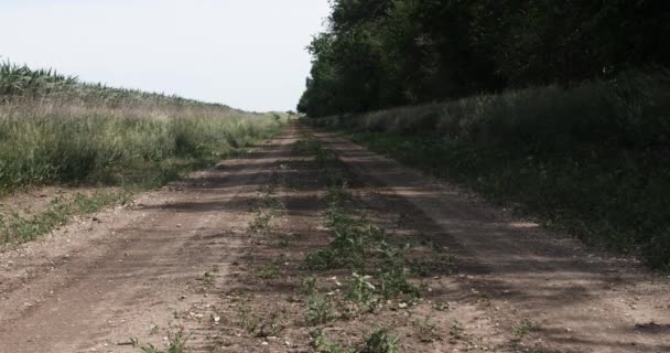 Strada Sterrata Terreni Agricoli Kansas Campo Grano Mais Vento Fattoria — Video Stock
