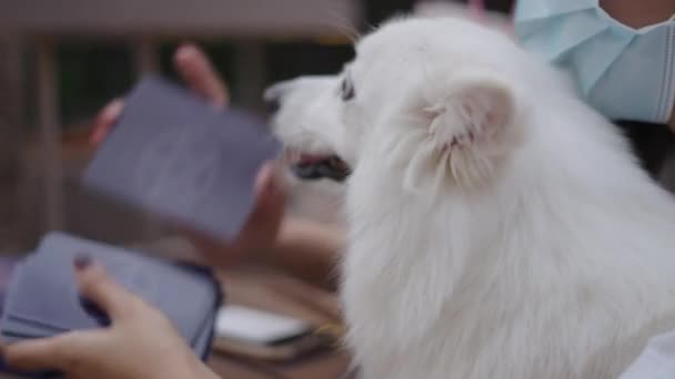 Anjing Pudel Putih Sebelah Orang Menyeret Kartu Tampilan Dekat — Stok Video