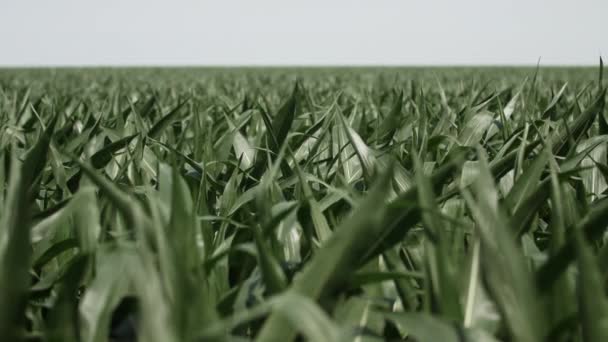 Maisfeld Auf Ackerland Das Wind Weht Weizenfeld Mais Wind Bauernhof — Stockvideo