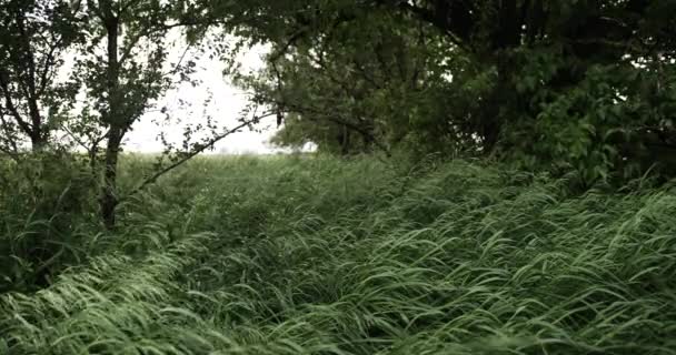 Grama Trigo Soprando Vento Câmera Lenta Campo Trigo Milho Vento — Vídeo de Stock