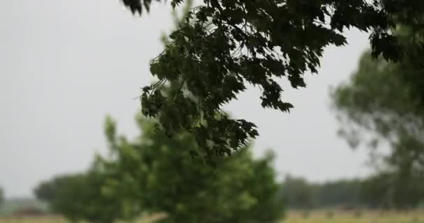 Drzewa Polu Pszenicy Ziemi Uprawnej Wiejące Wietrze Pole Pszenicy Kukurydza — Wideo stockowe