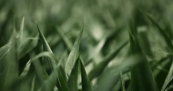 Кукурудзяні Стебла Дмуть Вітрі Сповільнюються Прикриття Пшеничне Поле Кукурудза Вітер — стокове відео