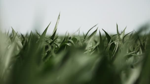 Χωράφι Σιταριού Αγροτική Που Φυσάει Στον Άνεμο Αργή Κίνηση Σιτάρι — Αρχείο Βίντεο