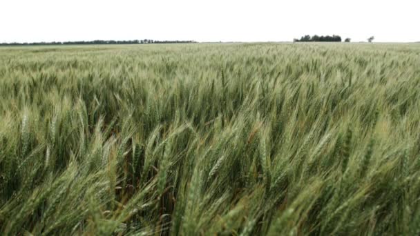 Wheat Field Farm Land Blowing Wind Slow Motion Wheat Field — Stock Video