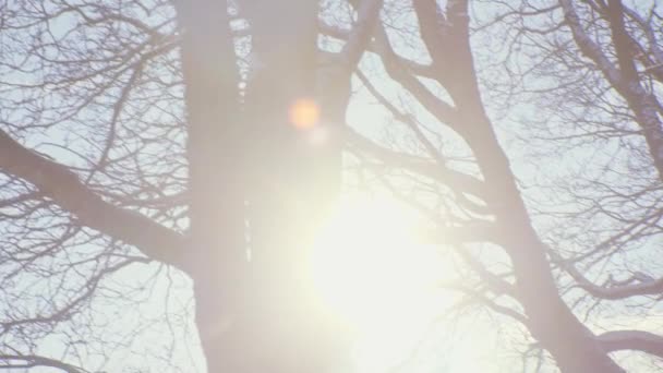 Frogner Park Oslo Norwegia Słońce Przechodzące Przez Drzewa Szerokim Pasie — Wideo stockowe