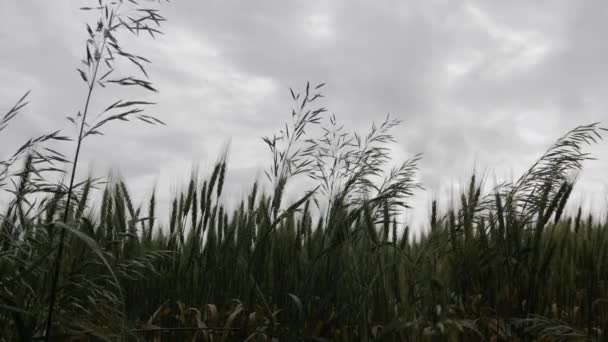 Трава Пшениця Дують Вітром Повільно Пшеничне Поле Кукурудза Вітер Ферма — стокове відео
