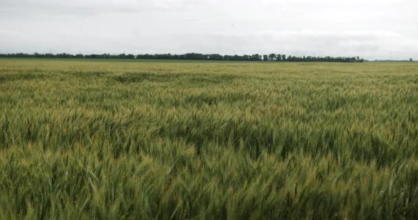 Tarweveld Landbouwgrond Waait Wind Tarweveld Maïs Wind Boerderij Landbouw Boer — Stockvideo