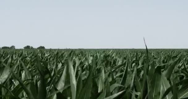 农田上的玉米地 在风中吹拂 — 图库视频影像