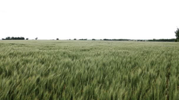 Tarweveld Landbouwgrond Waait Wind Tarweveld Maïs Wind Boerderij Landbouw Boer — Stockvideo