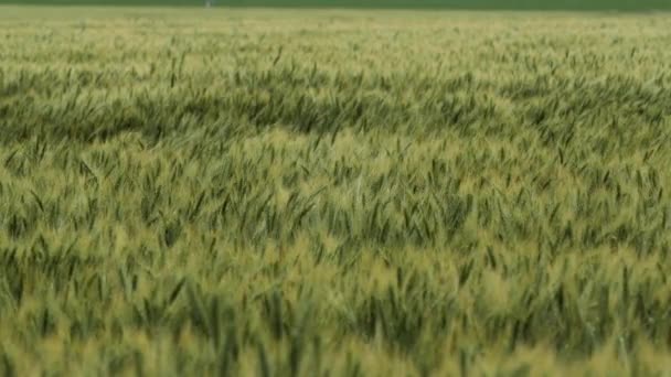 Pšeničné Pole Zemědělské Půdě Foukající Větru Pšeničné Pole Kukuřice Vítr — Stock video