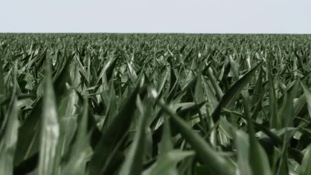 Кукурузное Поле Сельскохозяйственных Землях Дующих Ветру Пшеничное Поле Кукуруза Ветер — стоковое видео