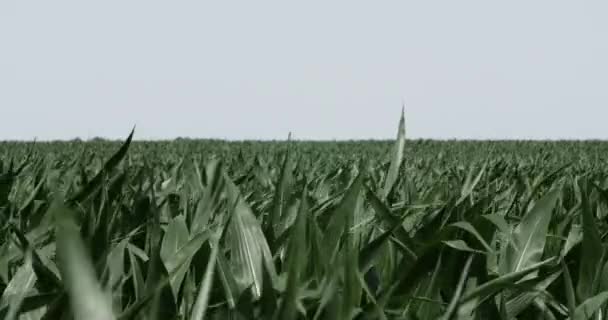 农田上的麦田在风中缓慢地吹拂着 — 图库视频影像