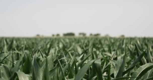 Поле Кукурудзи Фермі Дме Вітрі Пшеничне Поле Кукурудза Вітер Ферма — стокове відео