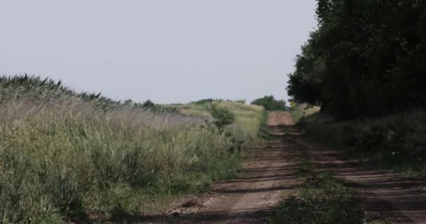 Άδεια Χωματόδρομος Στο Κάνσας Γεωργικές Εκτάσεις Χωράφι Σιτάρι Καλαμπόκι Άνεμος — Αρχείο Βίντεο