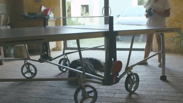 Duży Czarny Pies Spoczywa Pod Stołem Ping Ponga Podczas Gdy — Wideo stockowe