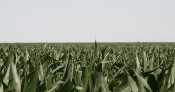 Kukorica Mező Gazdaság Földjén Fúj Szél Búza Mező Kukorica Szél — Stock videók